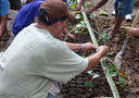 Rainforestation Monitoring 2011