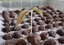 Picture of one seedling growing