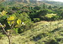 Native species reforestation being conducted in a degraded agricultural landscape in the tropical dry forest ecosystem of Panama.