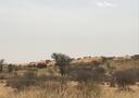 Forest landscape in Niger.