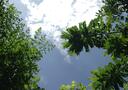 Picture of blue sky peeking through trees