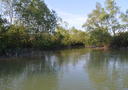 Sungai Hitam mangrove forest