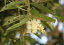 Melaleuca cajupti tree