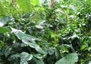 Coffee plants with green fruits under the shade of taller tropical vegetation. 