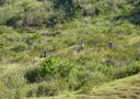 Degraded upland area in Inopacan, Leyte, Philippines