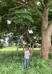 Arnulfo Lasso stands in front of one of the many living fences in the farm, including a large tree behind him.