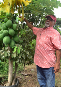Man standing next to a papaya tree.