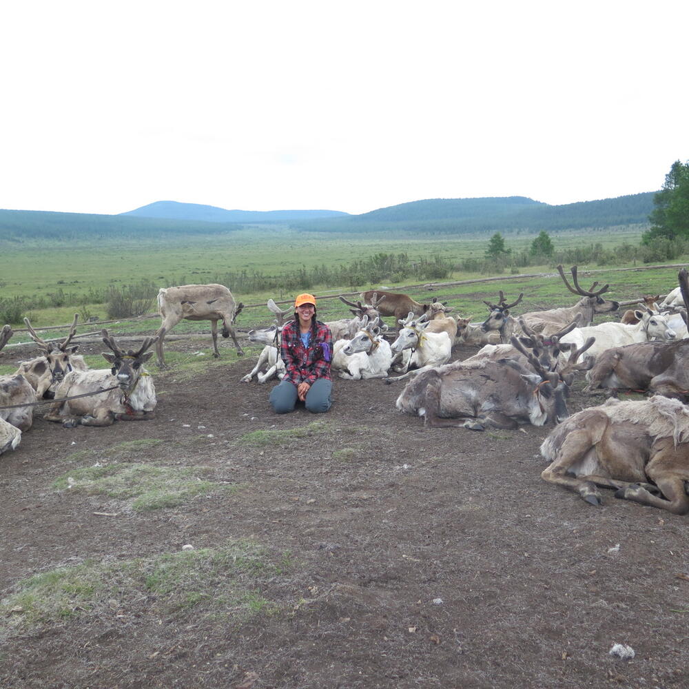 Emily Sigman surrounded by reindeer in the Mongolian steppe.