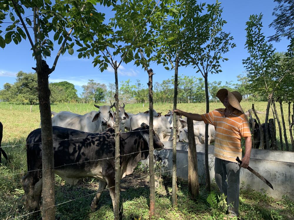 Man on panama hat and a machete on his left hand touching a small tree which is part of a line of trees next to a fence. On the other side of the fence there are several cows. A trough behind the man is half on each side of the fence.