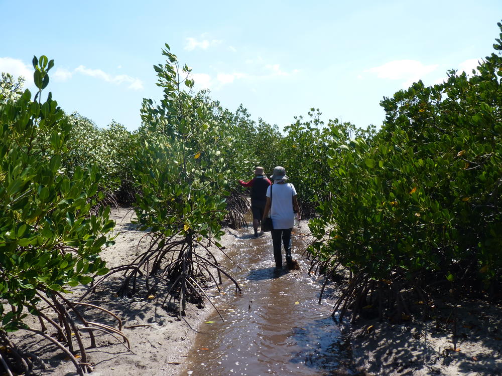 Walking through a Tanakeke mangrove rehabilitation site