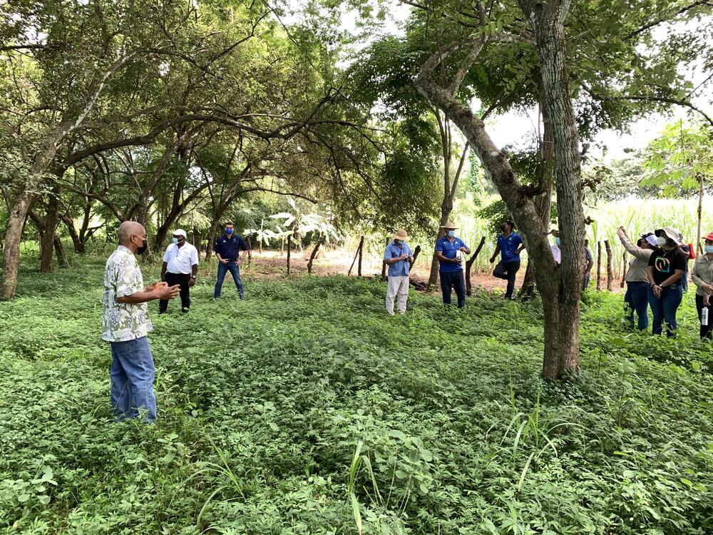 Arnulfo Lasso stands in front of a dozen people in the middle of low brush and trees to explain silvopastoral practices