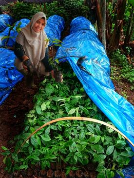 Nursery monitoring activities. Sorting the seeds that are ready to be opened from the plastic cover and waiting for enlargement until they are ready for planting. Covering is needed after the seedlings are transferred to polybags.