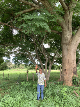 Arnulfo Lasso stands in front of one of the many living fences in the farm, including a large tree behind him.