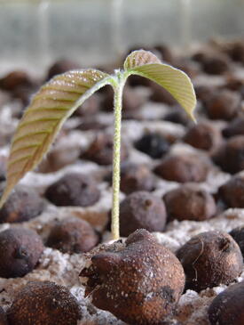 Picture of one seedling growing