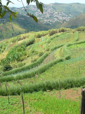 El Vetiver farm near Cali, Colombia
