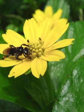 Bee (Heterotrigona itama) on a yellow flower
