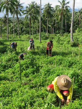 Participants intercropping native seedlings in coconut plantations that were affected by Super Typhoon Haiyan.