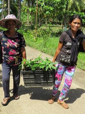 Community members transporting seedlings for planting
