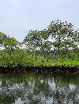 Community-Based Ecological Mangrove Rehabilitation In Indonesia, A Case ...