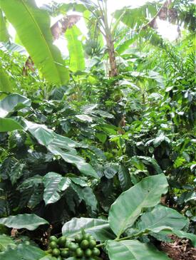 Coffee plants with green fruits under the shade of taller tropical vegetation. 